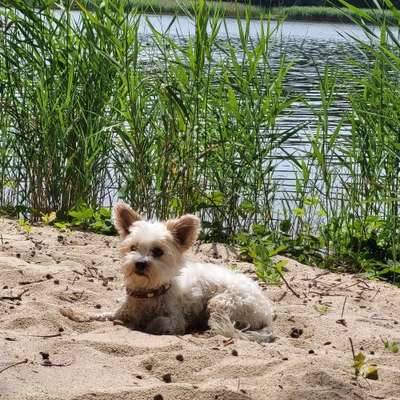 Hundetreffen-Wald Spaziergang in der Heide-Bild