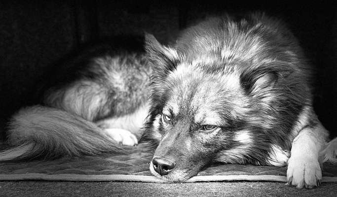 Foto's und Hundemodels-Beitrag-Bild