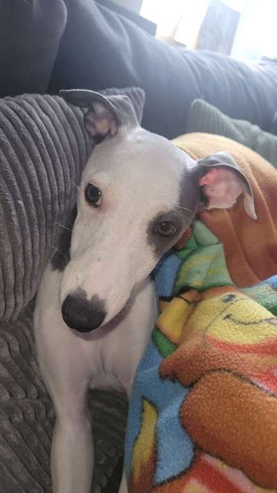 Whippet-Beitrag-Bild