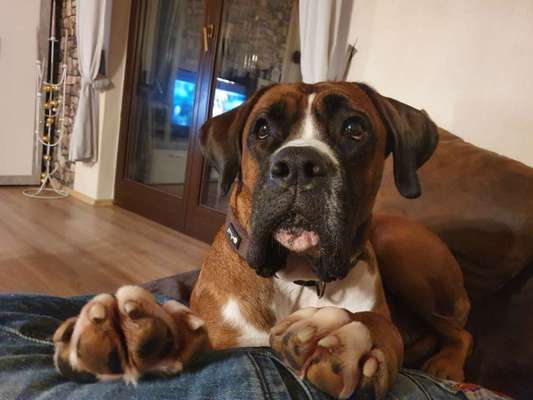 Welche Hunderasse-Beitrag-Bild