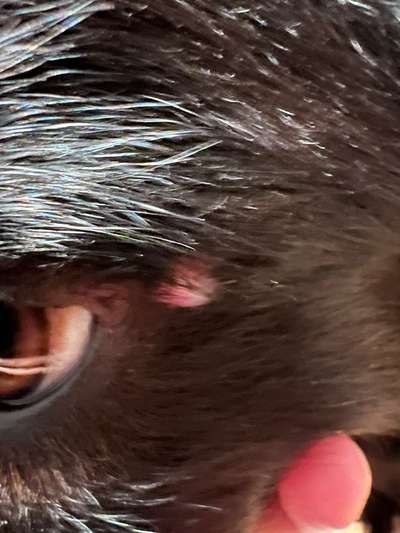 Verletzung nahe Auge-Beitrag-Bild