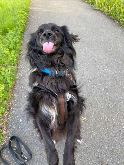 Fotochallenge Nr. 59 - Mein Hund zeigt die Zunge-Beitrag-Bild