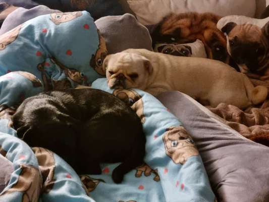 Darf der Hund bei Euch im Bett schlafen?-Beitrag-Bild