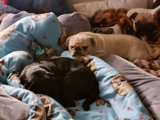 Darf der Hund bei Euch im Bett schlafen?-Beitrag-Bild