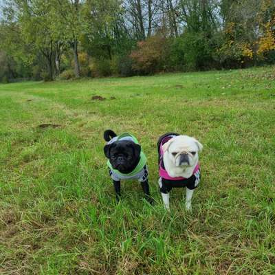 Hundetreffen-Spaziergänge,Spieltreffen!-Bild