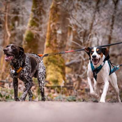 Hundetreffen-Canicross/Canijogg Partner-Bild