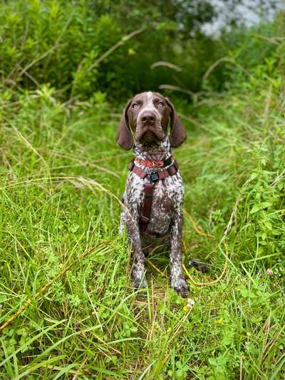 Sind hier Deutsch Kurzhaar/ Jagdhunde?-Beitrag-Bild