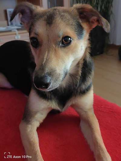 Welche Hunderasse-Beitrag-Bild