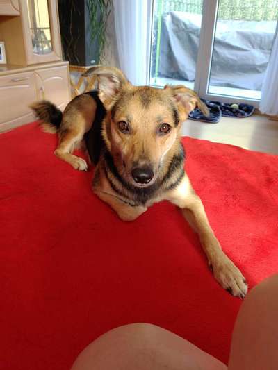 Rassen und ihre Eigenschaften-Beitrag-Bild