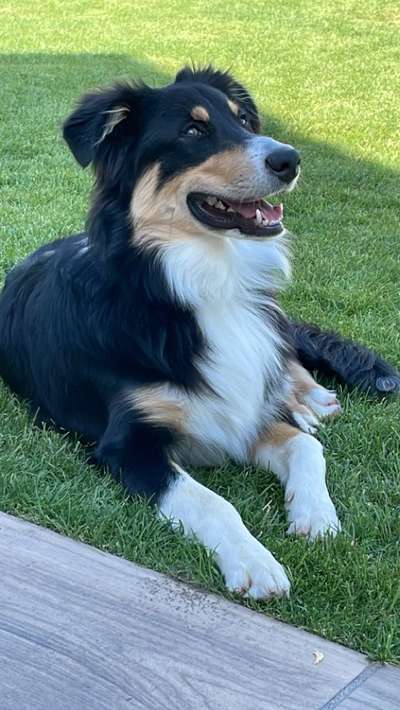 Aussies-Beitrag-Bild