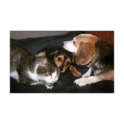 Welpen Bilder !-Beitrag-Bild