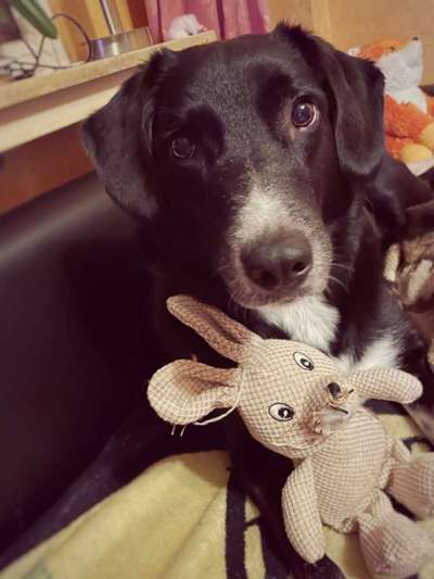 Der Lieblingsplüschi eures Vierbeiners-Beitrag-Bild