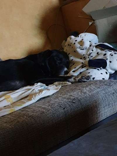 Der Lieblingsplüschi eures Vierbeiners-Beitrag-Bild