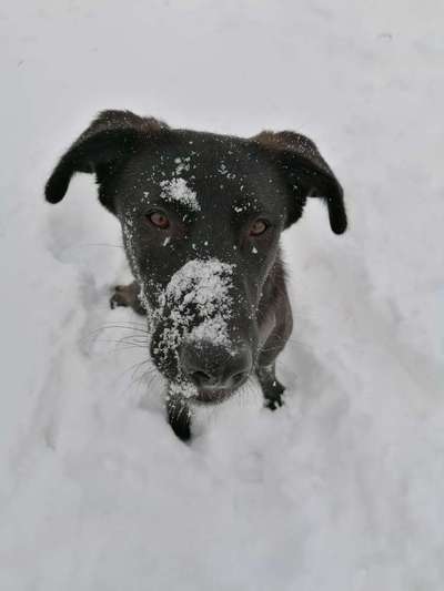 Die Dogorama Kalender Challenge Teil 2/4-Beitrag-Bild