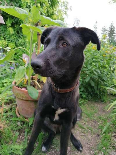 Die Dogorama Monats Challenge "Es grünt und blüht"-Beitrag-Bild