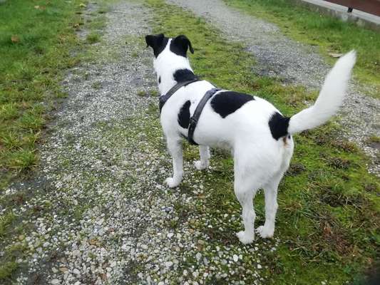 Hundetreffen-Spielrunde...Gassirunde....einfach mal Spaß haben.-Bild