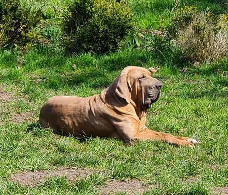 Seltene Rassen!-Beitrag-Bild