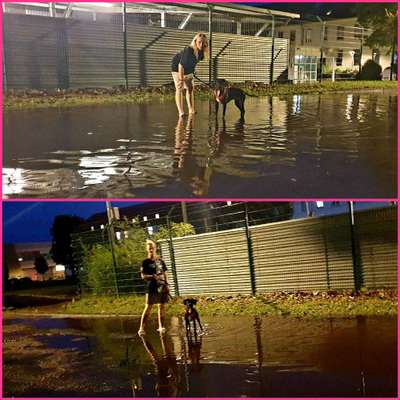 Hundetreffen-Homburg-Erbach Spielrunde