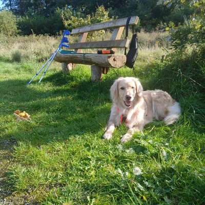Was hat euch heute mit eurem Hund gefreut?-Beitrag-Bild