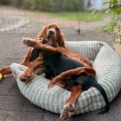 Hundetreffen-Spiel dich frei! 🐕🐶-Bild