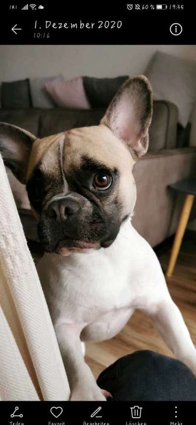 Dogorama Photo Challenge - Hundeblick zum hinschmelzen-Beitrag-Bild