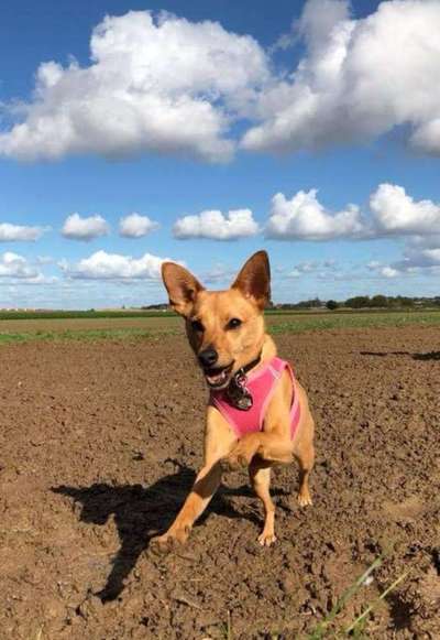 156. Fotochallenge *** DEIN HUND UND DIE WUNDERSCHÖNEN WOLKEN ***-Beitrag-Bild