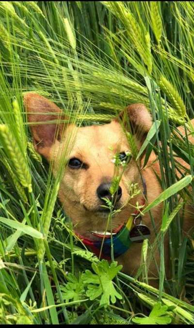 143. Fotochallenge: Ja, wo isser denn?-Beitrag-Bild