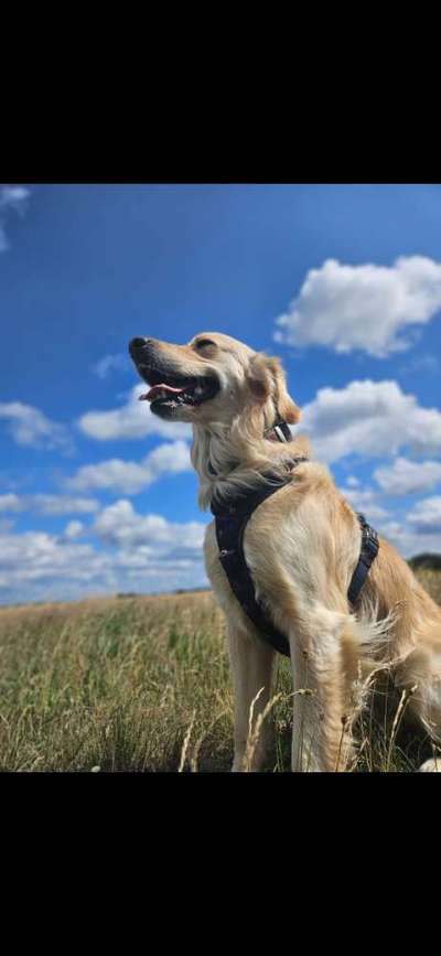 156. Fotochallenge *** DEIN HUND UND DIE WUNDERSCHÖNEN WOLKEN ***-Beitrag-Bild