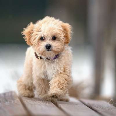 Hundetreffen-Gassi-Gesellschaft gesucht-Profilbild