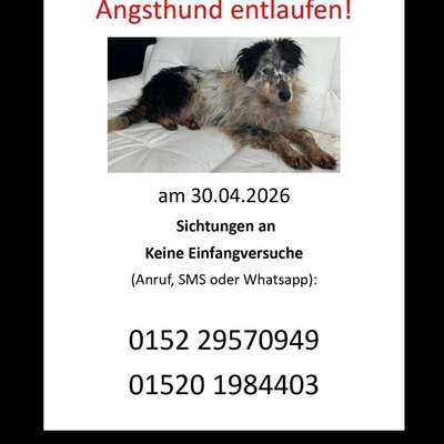Suchmeldung-Lucy (Angsthündin!)-Bild