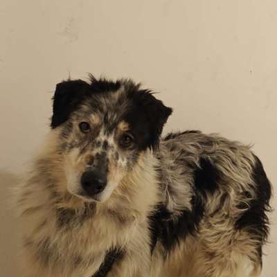 Suchmeldung-Lucy (Angsthündin!)-Bild