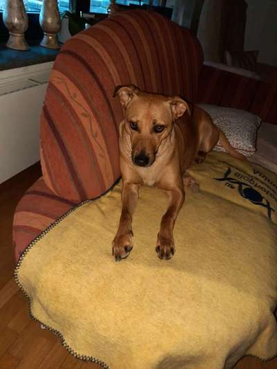 Auslandstierschutz-Beitrag-Bild