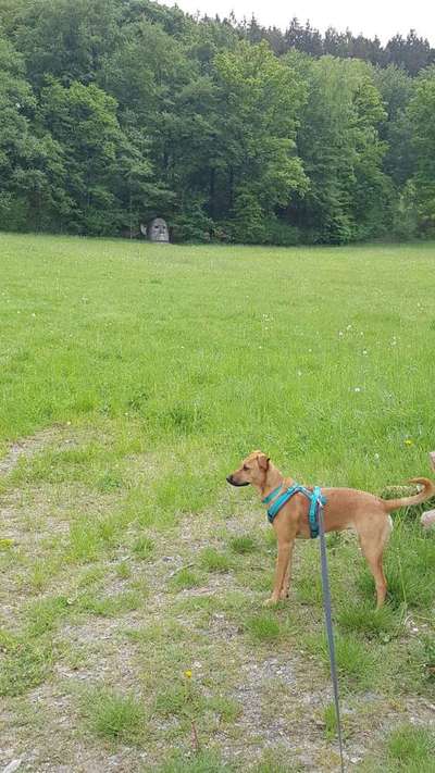 Die wunderschöne Welt mit Hund.-Beitrag-Bild