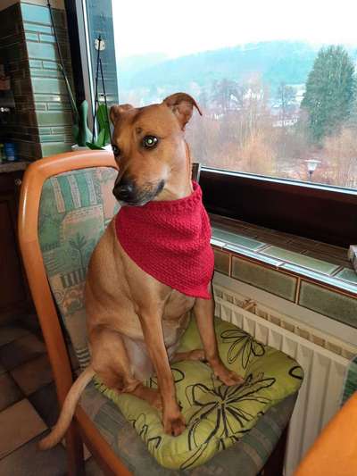 Auslandstierschutz-Beitrag-Bild