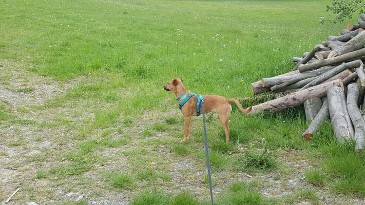 Die wunderschöne Welt mit Hund.-Beitrag-Bild