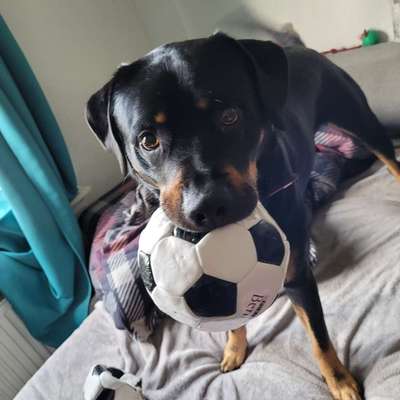 Hundetreffen-Rocco sucht eine Spielfreundin-Bild