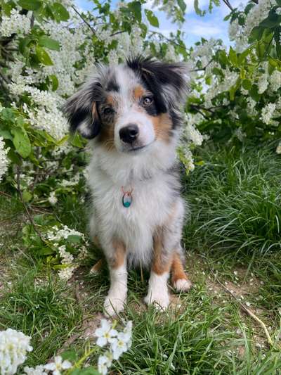 Hundetreffen-Gasse Runde unter kleinen Hunden bis 40cm-Bild