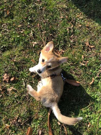 Corgis und ihre persönlichen Hofangestellten-Beitrag-Bild