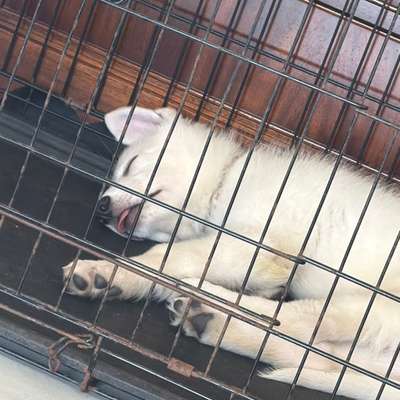 Hundetreffen-Welpe sucht ruhigen Treff-/ Spielpartner-Bild