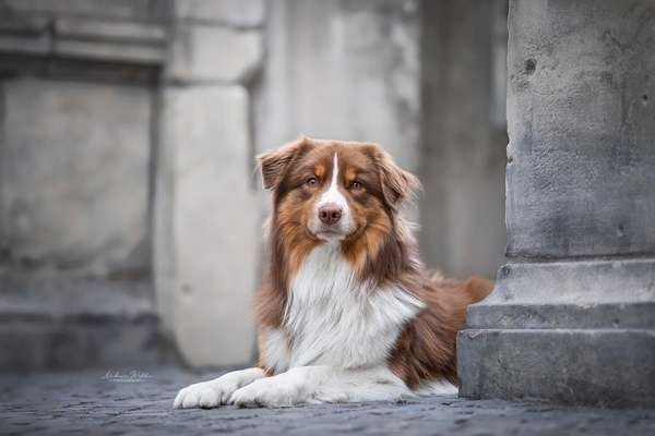 Australian Shepherd Freunde/innen-Beitrag-Bild