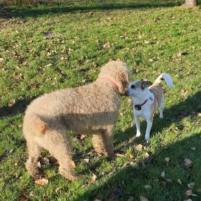 Hundetreffen-Hundespaziergänge-Bild