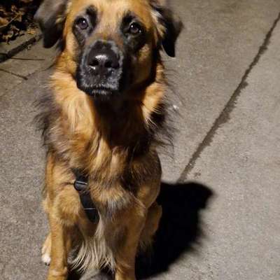 Hundetreffen-Teddy sucht eine sie und Unterstützung-Bild