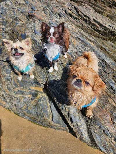 Hundetreffen-Hunde Treff-Bild