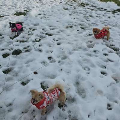 Hundetreffen-Spaziergang-Bild