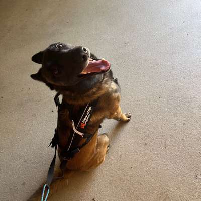 Hundetreffen-Gassirunde-Bild