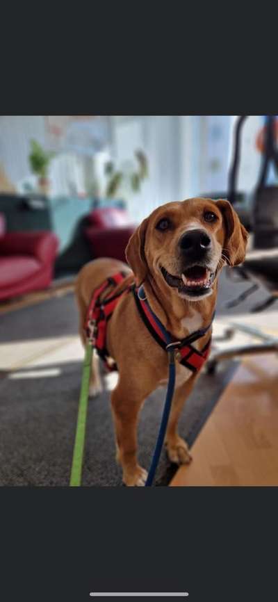 Tierschutzhunde suchen ein Zuhause-Beitrag-Bild