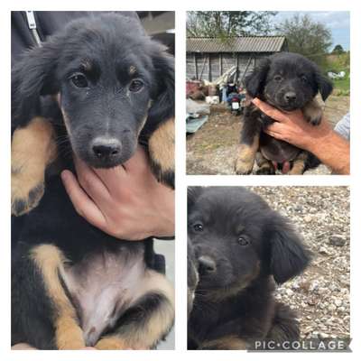 Tierschutzhunde suchen ein Zuhause-Beitrag-Bild