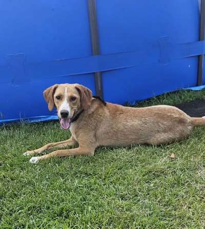 Tierschutzhunde suchen ein Zuhause-Beitrag-Bild