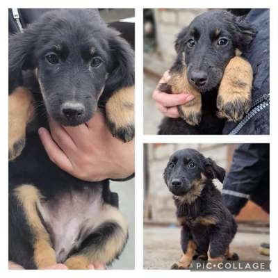 Tierschutzhunde suchen ein Zuhause-Beitrag-Bild