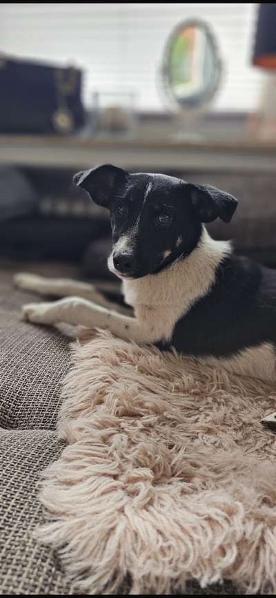 Tierschutzhunde suchen ein Zuhause-Beitrag-Bild